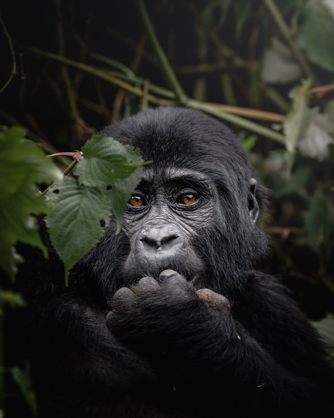 Bwindi Impenetrable Forest