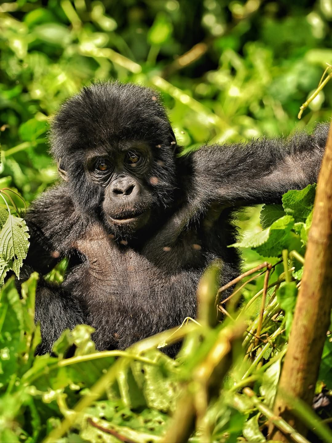 Bwindi Impenetrable Forest