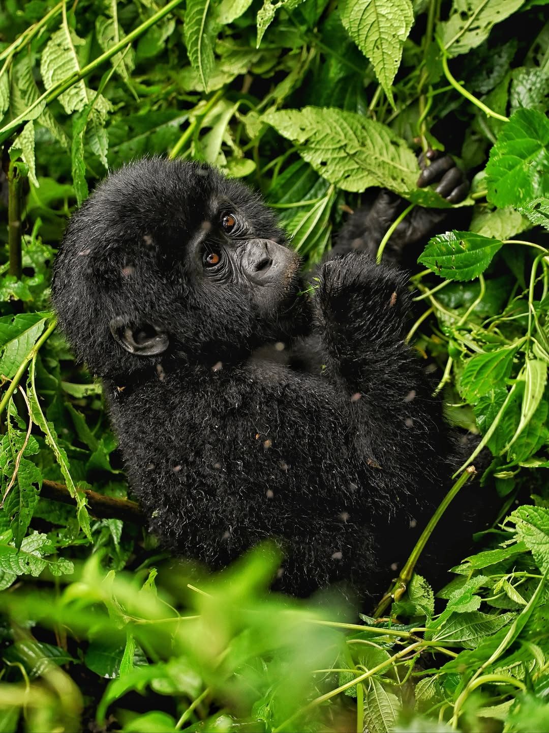 Bwindi Impenetrable Forest