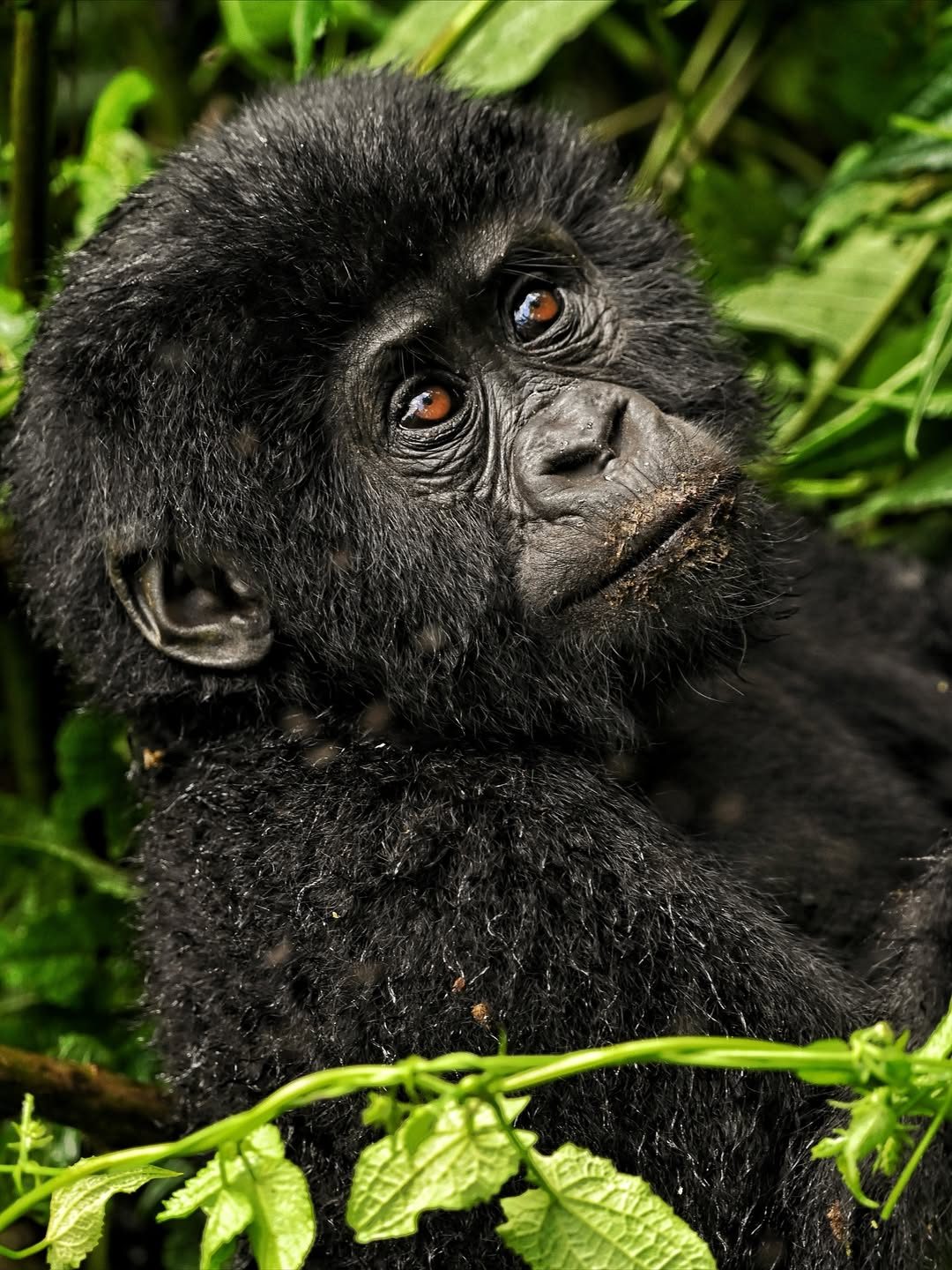 Bwindi Impenetrable Forest