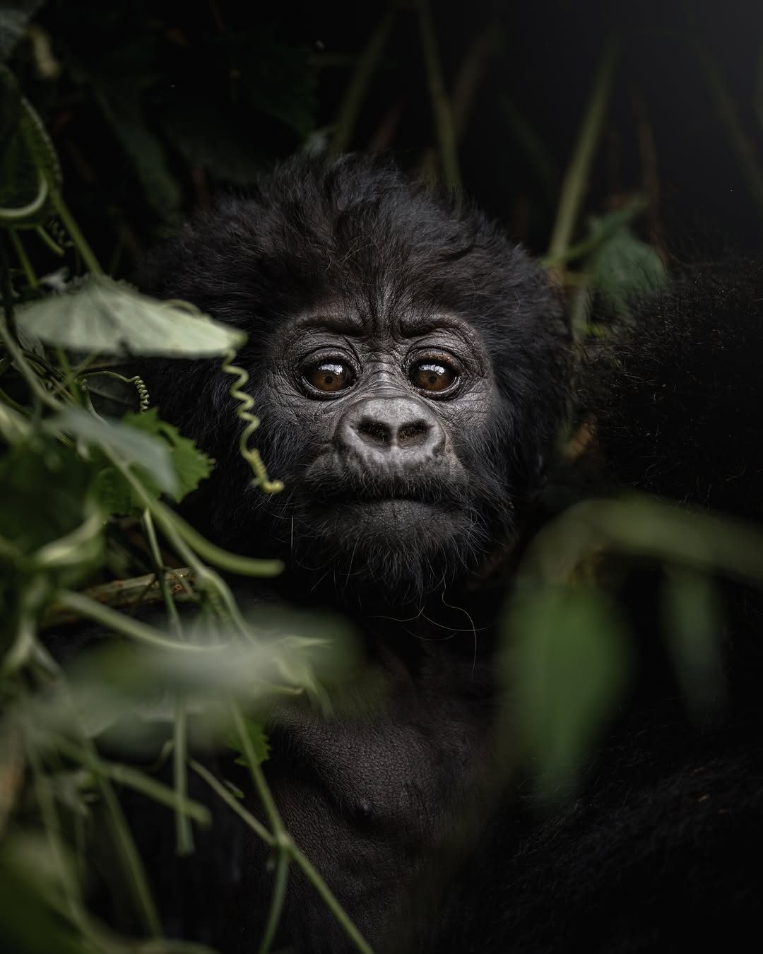 Bwindi Impenetrable Forest