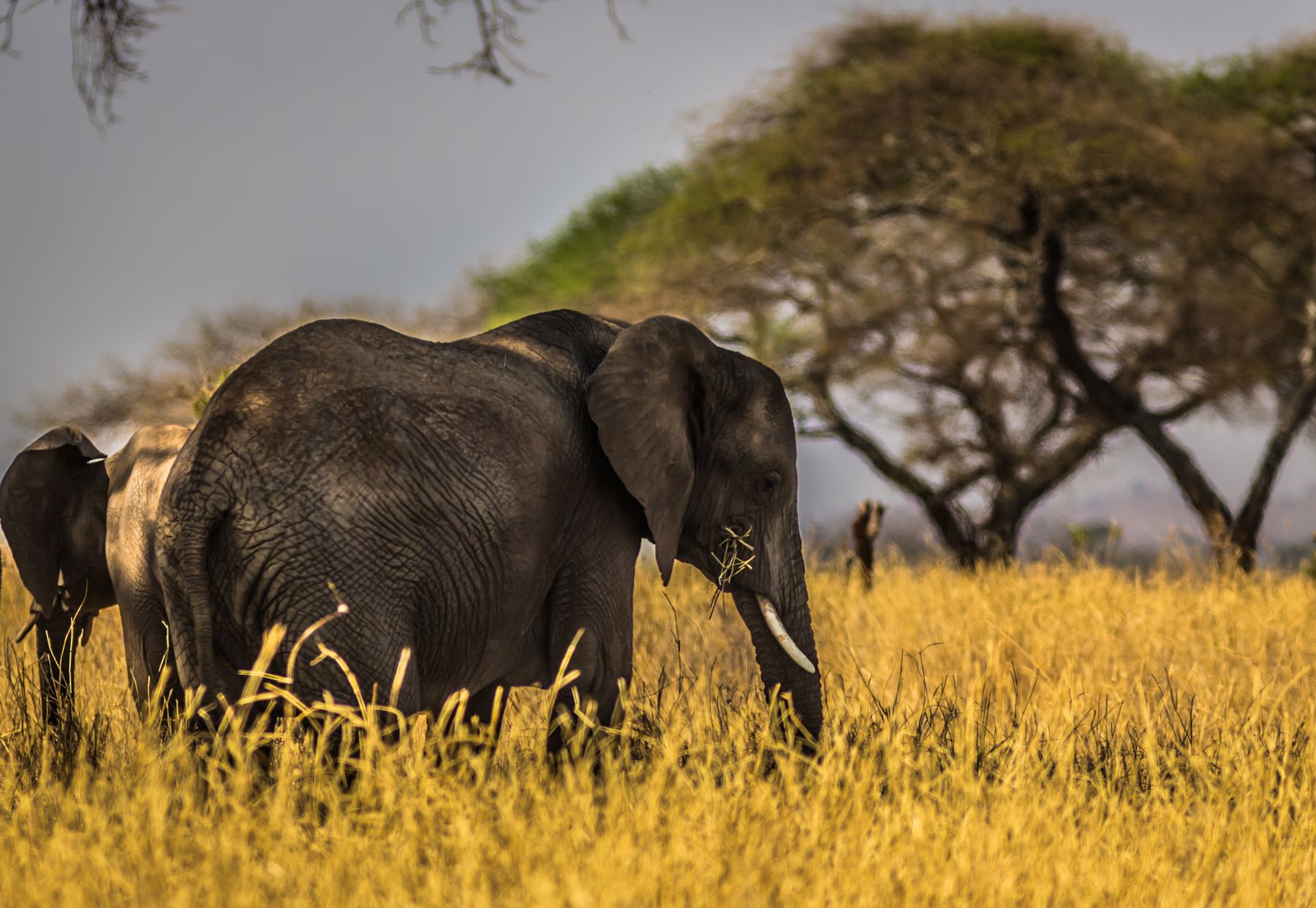 Serengeti Safari Camp